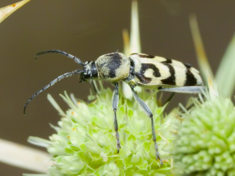 Chlorophorus varius (Müller, 1766)